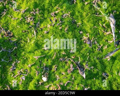 Frisches grünes Moos auf dem Boden. Hintergrund der Moos-Textur. Stockfoto