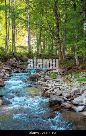 Bergfluss fließt durch Wald. Sommer Natur Landschaft an einem sonnigen Tag. Schnelles Wasser fließt zwischen den Felsen. Bäume am Ufer in üppig grünen Laub Stockfoto