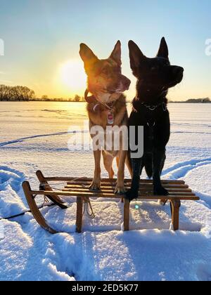 Hintergrundbeleuchtetes Foto eines Schlittens, der im Licht der untergehenden Sonne auf einer verschneiten Ebene steht und auf dem zwei deutsche Hirten stehen. Stockfoto