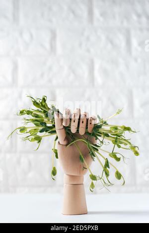 Microgreens in Holzhand isoliert auf weiß. Microgreens zum Verkauf. Vitamine aus der Natur. Veganer und gesunder Superfood-Lieferservice. Frische Öko weit Stockfoto