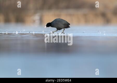 Eurasischer Ruß (Fulica atra) auf Eis, Eurasischer Ruß auf Eis, Schwarzer Vogel, Fulica atra auf gefrorenem Teich Stockfoto