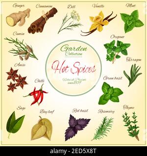 Scharfe Gewürze und würzige Kräuter Gewürze und Gewürze Poster von Vektor-Ingwer, Zimt, Dill, Vanille und Minze Blätter, Kreuzkümmel, Anis und Oregano, Chili Stock Vektor