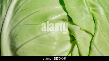 Nahaufnahme von frischen Kohlblättern. Tageslicht. Im Freien. Stockfoto