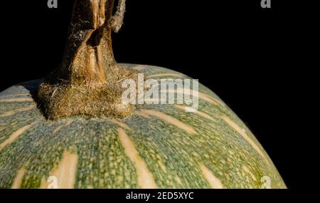 Nahaufnahme einer Cucurbita fifolia, auch bekannt als die siebenjährige Melone. Platz auf schwarzem Hintergrund kopieren. Stockfoto
