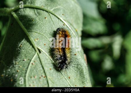 Raupe (Thaumetopoea pityocampa) auf einem Blatt. Stockfoto