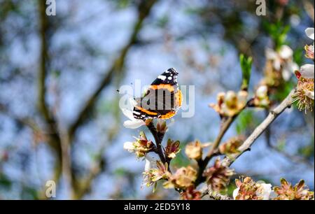 Ein roter Admiral-Schmetterling (Vanessa atalanta) auf Mandelbaum (Prunus dulcis) Stockfoto