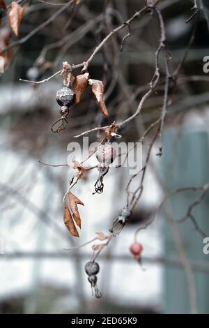 Frozen Rose Hip aka Dog Rose aka Wild Rose Beeren mit Reif und Eis auf ihnen. Rosenhüftbusch Zweige. Essbare, schöne Beeren. Sonniger Tag. Stockfoto