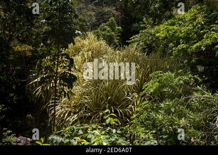 Wald und Flora in der Nähe von annandale Wasserfall Grand Etang Nationalpark grenada windward Inseln West indies Stockfoto