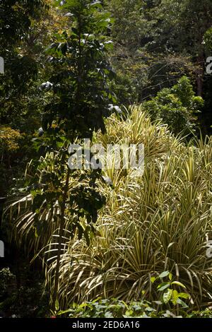 Wald und Flora in der Nähe von annandale Wasserfall Grand Etang Nationalpark grenada windward Inseln West indies Stockfoto