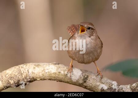 Eurasischer Zaunkönig, Troglodytes troglodytes, Erwachsene singen von einem Barsch, Norfolk, Großbritannien Stockfoto