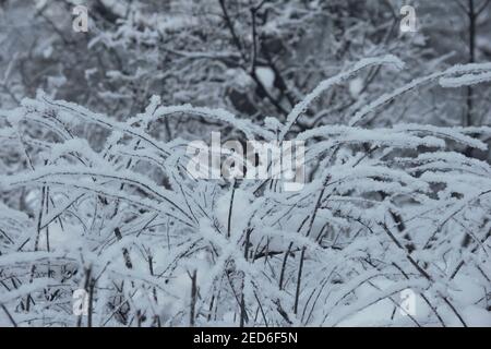 Winterlandschaft, mattierte Bäume und Sträucher in einem Stadtpark, Winterhintergrund Stockfoto