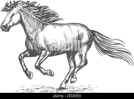 Portrait von weißen starken Pferd galoppieren auf Sportrennen. Vektor-Emblem von skizzierten Hengst Mustang für Pferderennen, Dekoration Gravur Design Stock Vektor
