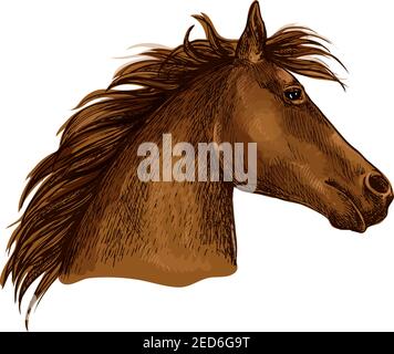 Pferdeportrait. Braunes Pferd Profil mit welliger Mähne suchen mit schönen Augen. Künstlerische Vektorgrafik Skizze Porträt Stock Vektor