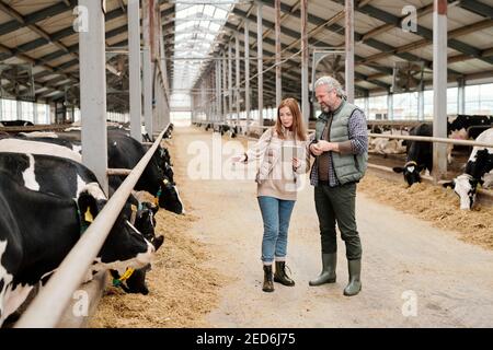 Junge hübsche Arbeiterin der zeitgenössischen Tierfarm zeigt auf Einer der reinmilchbefressten Kühe, während er seine Eigenschaften mit bespricht Kollege Stockfoto
