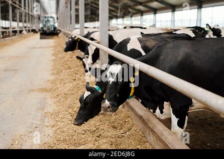 Eine Reihe von schwarz-weißen Kühen, die am Rand eines großen Fahrerlagers stehen Im Inneren moderne Tierzucht und Essen Viehfutter gegen lange Gang Stockfoto