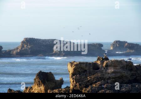 Zwei Vögel sitzen auf einem Felsen in der Nähe des Ozeans Stockfoto