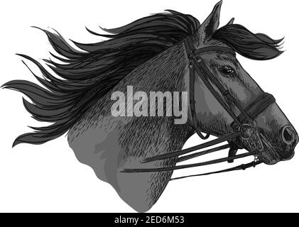 Pferd im Zaumzeug läuft auf Rennen. Mustang Trotter Racing Vektor Skizze. Hengst Kopf Symbol für Sport Pferderennen. Reiten Rennen Reitverein, Pferd Stock Vektor
