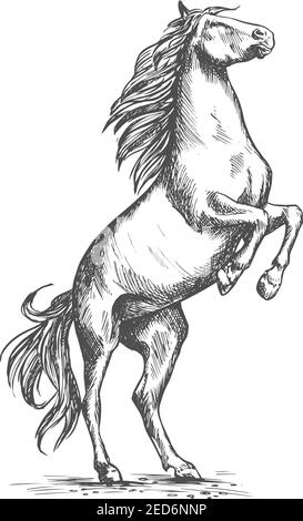 Pferd mustang Aufzucht auf hinteren Hufen. Pferderennen Sport oder Ranch Hengst Symbol. Vektor-Skizze für Pferderennen oder Rennen Sport, Reiten und e Stock Vektor