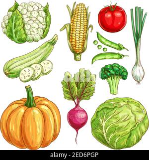 Gemüse Skizze Symbole Satz von Landwirt Markt Gemüse. Vector isoliert Blumenkohl und Mais, Zucchini-Kürbis und grüne Erbse, Tomaten und Zwiebel Lauch, Pumpe Stock Vektor