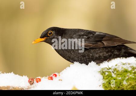 Blackbird im Winter mit Schnee und roten Beeren. Wissenschaftlicher Name: Turdus merula. Nahaufnahme eines hungrigen männlichen Amsel, nach links gewandt und auf Nahrungssuche. Stockfoto