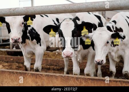 Eine Reihe von schwarz-weißen Kühen, die am Rand eines großen Fahrerlagers stehen Im Inneren der modernen Tierfarm und Blick auf die Kamera beim Essen Stockfoto