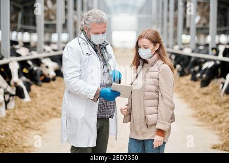 Reifer männlicher Tierarzt in Whitecoat, Schutzmaske und Handschuhe zeigen online medizinische Informationen für weibliche Arbeiter der Viehzucht Stockfoto