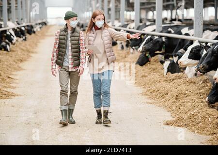 Arbeiterin der Tierfarm und ihr Sohn im Teenageralter casualwear und Schutzmasken gehen entlang Gang zwischen Paddocks mit Kühe Stockfoto