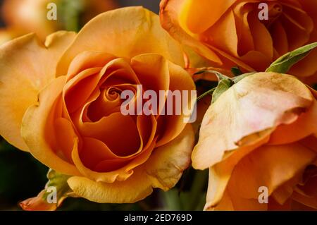 Orangene Rosen in voller Blüte, fotografiert aus kurzer Entfernung, Makro Stockfoto