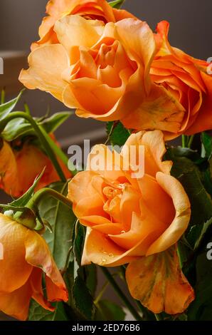 Orangene Rosen in voller Blüte, fotografiert aus kurzer Entfernung, Makro Stockfoto