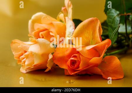 Orangene Rosen in voller Blüte, fotografiert aus kurzer Entfernung, Makro Stockfoto