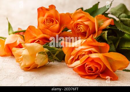 Orangene Rosen in voller Blüte, fotografiert aus kurzer Entfernung, Makro Stockfoto