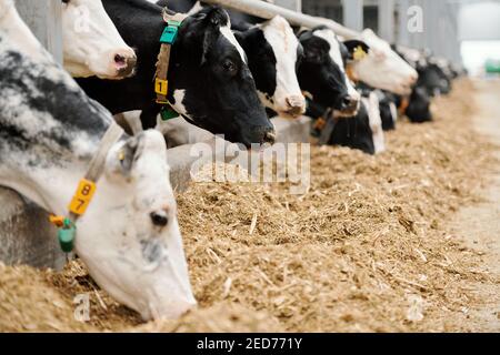 Reihe von reinmilchigen Kühen, die gegen einen langen Gang stehen Große Paddock in modernen Tierfarm und Essen Trockenvieh Vorschub Stockfoto