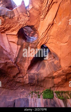 Foto der Golden Cathedral, geologische Besonderheit im Grand Staircase-Escalante National Monument, Escalante, Garfield County, Utah, USA. Stockfoto