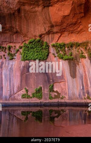 Foto der Golden Cathedral, geologische Besonderheit im Grand Staircase-Escalante National Monument, Escalante, Garfield County, Utah, USA. Stockfoto