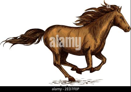 Braunes Pferd, das auf einem Feld läuft. Skizze des galoppierenden reinrassigen Rennpferdes der arabischen Rasse. Pferderennen oder Reiten Sport Symbol, T-Shirt-Print des Stock Vektor