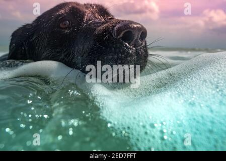 Wasserhund schwimmend im Sonnenuntergang Stockfoto