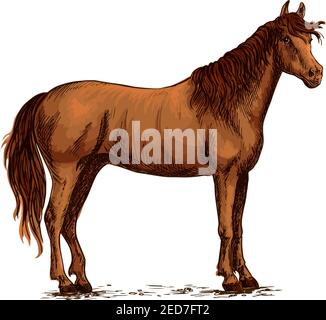 Brauner arabischer Mustang Hengst. Pferd Vektor Skizze für Pferdesport, Reiten Rennen Club, Wetten Equine Design. Wildpferd steht auf s Stock Vektor