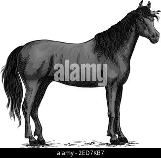 Vektorskizze des Pferdes. Schwarzer wilder Mustang auf dem Boden. Bauernhof Hengst für Pferdesport, Pferderennen Club, Wetten oder Pferd Ausstellung Stock Vektor