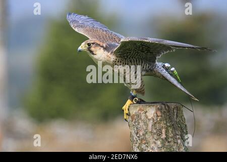 Lanner Falke in Großbritannien Stockfoto