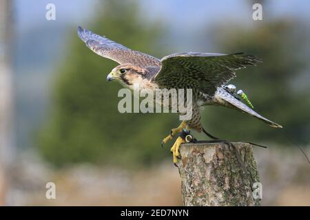 Lanner Falke in Großbritannien Stockfoto
