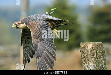 Lanner Falke in Großbritannien Stockfoto