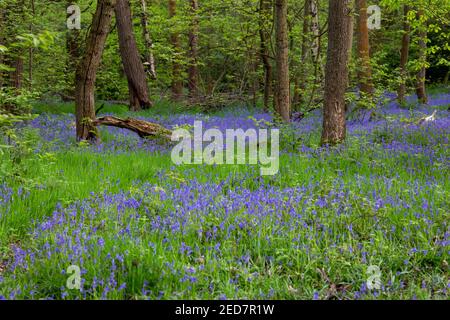 Teppiche von häufigen Bluebells Blumen in einem alten Wald in England, Großbritannien. Der Frühling kommt. Stockfoto