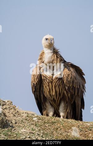 Juvenile Himalayan Griffon (Gyps himalayensis) auf dem Boden am Rande von Pokhara thront. Nepal. Stockfoto