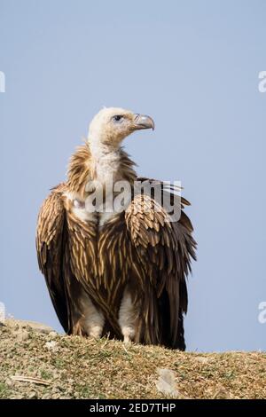 Juvenile Himalayan Griffon (Gyps himalayensis) auf dem Boden am Rande von Pokhara thront. Nepal. Stockfoto