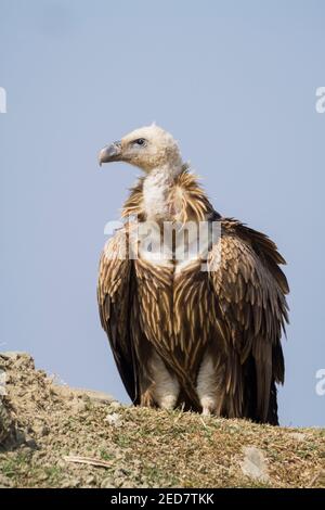 Juvenile Himalayan Griffon (Gyps himalayensis) auf dem Boden am Rande von Pokhara thront. Nepal. Stockfoto