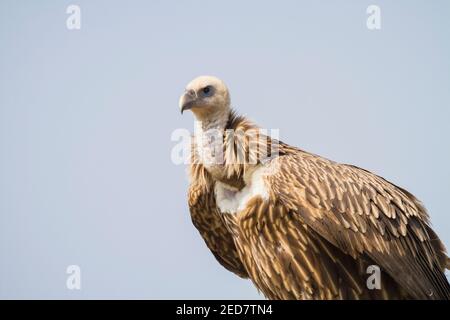 Juvenile Himalayan Griffon (Gyps himalayensis) auf dem Boden am Rande von Pokhara thront. Nepal. Stockfoto