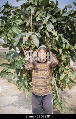 Lokaler Mann, der grüne Blätter auf dem Rücken trägt, um seine Ziegen zu füttern. Nepal. Stockfoto