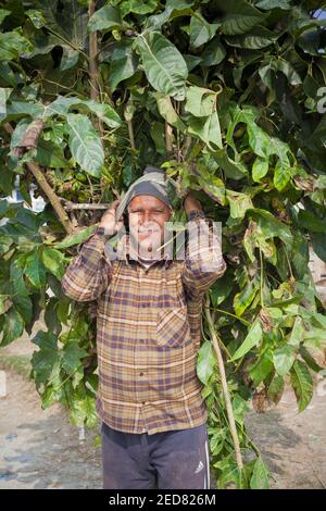 Lokaler Mann, der grüne Blätter auf dem Rücken trägt, um seine Ziegen zu füttern. Nepal. Stockfoto