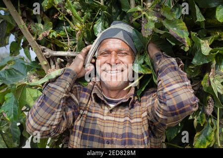 Lokaler Mann, der grüne Blätter auf dem Rücken trägt, um seine Ziegen zu füttern. Nepal. Stockfoto