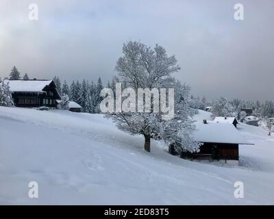 Ferienhaus mit verschneiten Einzelbaum, Winterwunderland. Die Holzhütten liegen direkt an der frisch verschneiten Skipiste. Magic travel Bödele Dornbirn Stockfoto
